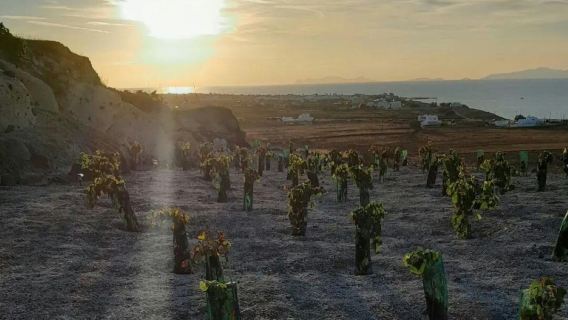 Santorini Private Agro-Educational Visit to an Organic Farm