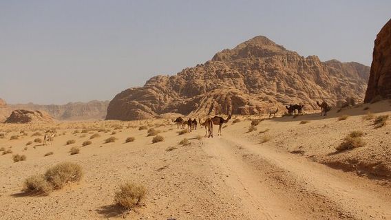 AqabaTours