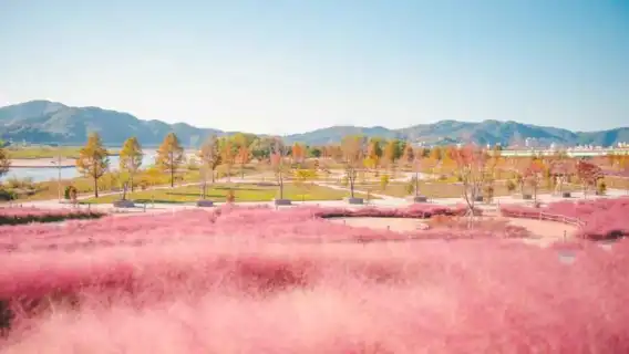 Autumn Special: Jinju Namgang Lantern Festival & Pink Muhly Grass Field Tour (Depart from Busan)