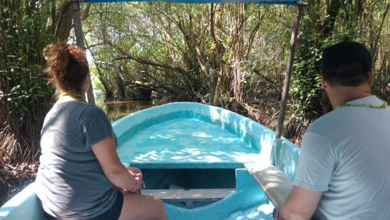 Liberación de tortugas bebés, paseo en bote por la laguna y granja de cocodrilos