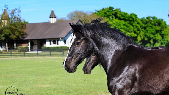 Ocala: Gypsy Gold Horse Farm Guided Walking Tour