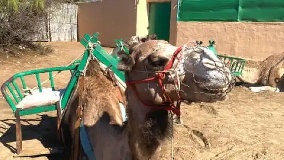 Maspalomas: Guided Camel Ride in the Maspalomas Sand Dunes