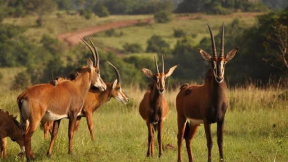 Escursione di un giorno alla riserva di Shimba Hills: da Mombasa e Diani