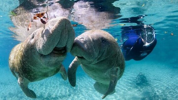 Semi Private Manatee Swim Tour