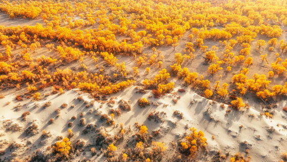 秒出大片！新疆塔里木胡楊林包車遊·可選羅布人村寨／沙漠越野