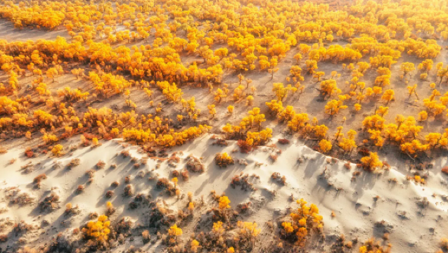 Gambar hebat dalam sekelip mata! Sewaan peribadi di Tarim, Xinjiang (Hutan Poplar Euphrates · Pilihan Kampung Orang Lop/Off-road Gurun)