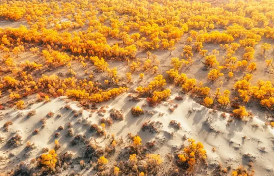 秒出大片！新疆塔里木（胡楊林·可選羅布人村寨/沙漠越野）包車