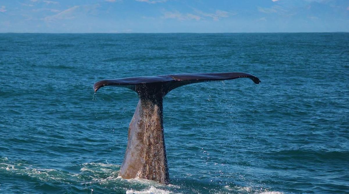 Kaikoura whale watching cruise [Please check availability before booking]