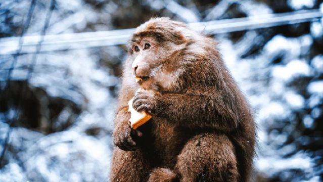 Xiling Snow Mountain 1-Day Tour | Chengdu Day Trips | Snow Scenery | Skiing | Sea of Clouds | Buddha Light