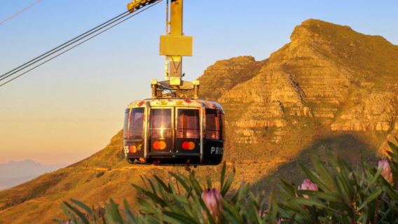 テーブルマウンテン、ボルダーズビーチ、ケープポイント：プライベートツアー + 往復送迎