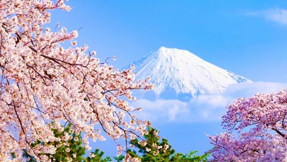 일본 도쿄 하코네 가와구치코 꽃구경 당일 치기 여행 [순수 관광 소규모 그룹 | 여름방학 가족 여행 | 중영 가이드]