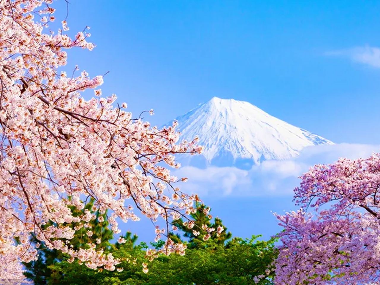 ทัวร์ 1 วัน ชมดอกไม้ที่ฮาโกเน่และทะเลสาบคาวากุจิโกะ โตเกียว ญี่ปุ่น [ทัวร์กลุ่มเล็ก | เหมาะสำหรับครอบครัวช่วงปิดเทอม | มีไกด์นำเที่ยวภาษาจีนและอังกฤษ]