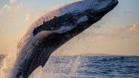 Melihat ikan paus di Reykjavik, Iceland [sesi pilihan/naik di lokasi pertemuan + percuma percubaan semula jika tidak nampak]