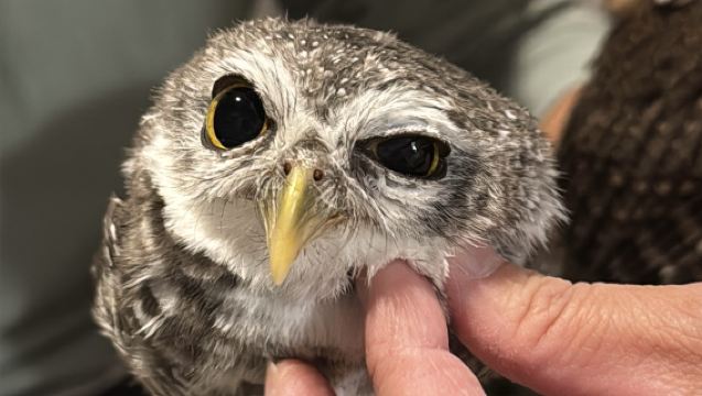 [Pottta Hedgehog House] Small Animal Interaction Experience - Choose One of Five Workshop Experiences