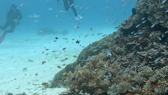 印尼科莫多島體驗潛水自由潛水1天【科莫多體驗潛水DSD兩潛,含飯店接駁,基礎理論教學專業教練帶潛】