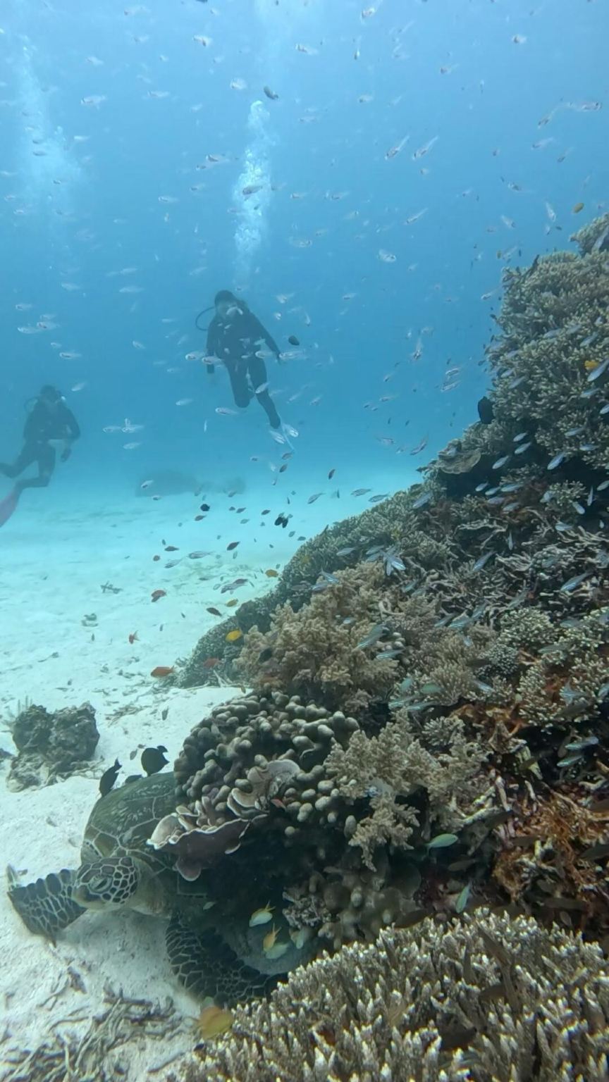 1-Day Komodo Island Diving and Freediving Experience in Indonesia [Komodo Discovery Scuba Diving (DSD) with 2 dives, including hotel transfers, basic theory instruction, and professional guided diving]