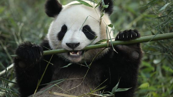Chengdu Research Base of Giant Panda Breeding+Mount Qingcheng Day Tour: Ticket+Private Car
