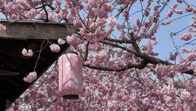 Guía profesional de español/españa en Hangzhou, China *Traducción comercial | Visita guiada con explicaciones y acompañamiento