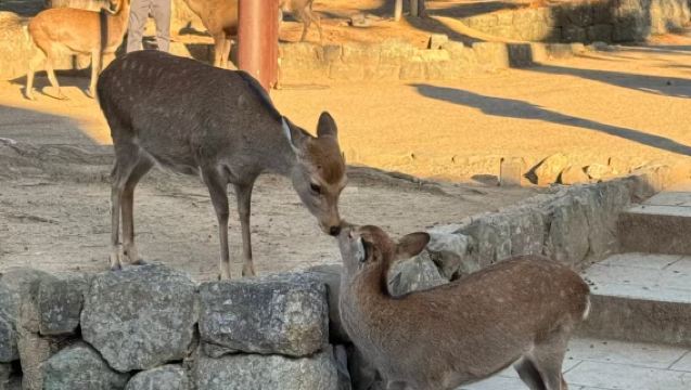 Lawatan sehari ke Byōdo-in Temple, Kuil Ujigami, Kuil Todaiji, dan Kuil Kasuga boleh disesuaikan