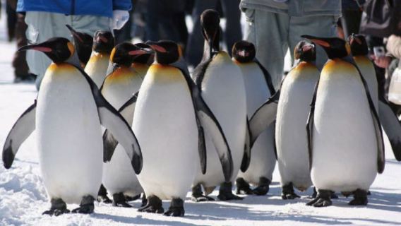 Winter Asahiyama Zoo and Panoramic Flower Gardens Shikisai-no-oka 1-day tour with Chinese and English-speaking guide