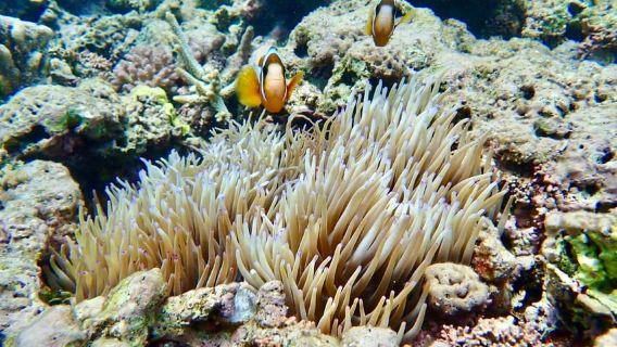 Agnes/1770: Southern Great Barrier Reef Snorkelling Day Trip
