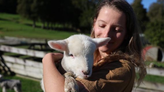 Auckland: Sheepworld, Honey Centre, & Kauri Trail Tour