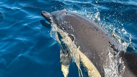 Sesimbra: Dolphin Watching with a Local Marine Biologist
