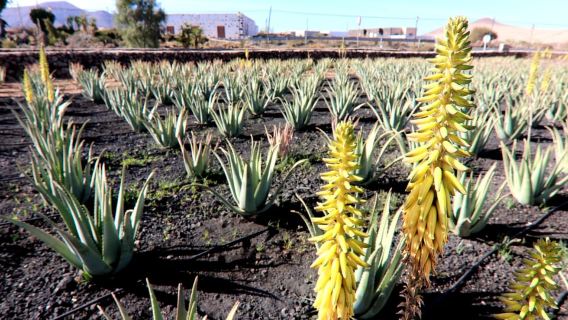 Discover The Authentic Fuerteventura from the South