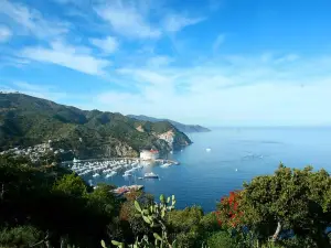 Catalina Island Day Trip from Anaheim hotels with Optional Upgrades