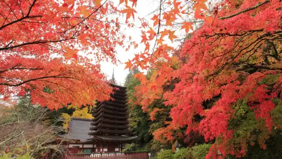 [官方票] 近鐵週遊券KINTETSU RAIL PASS 電子票券 1日券・2日券・5日券・5日券plus