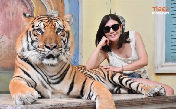 タイガーキングダム【大型トラとの触れ合い|親子インタラクティブ