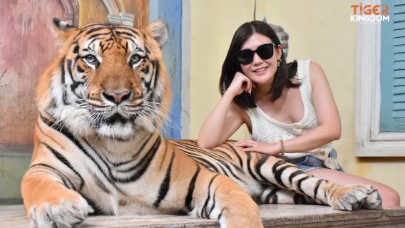 Phuket Tiger Kingdom [Big Cat Petting|Parent-child interaction|Special car pick-up