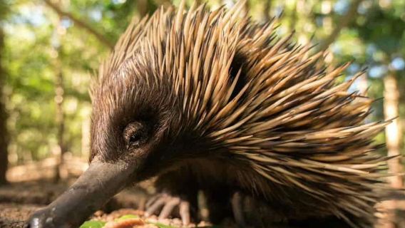 Australia Zoo: Fast Track Entry Ticket + Transfer from Sunshine Coast/Noosa