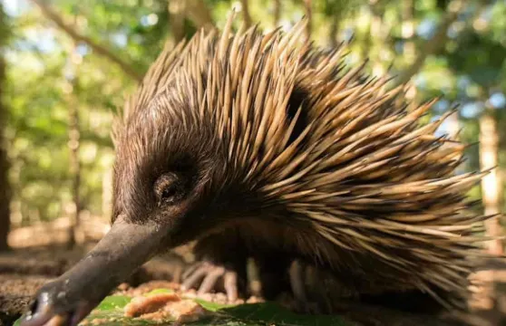 澳大利亞動物園:快速通行門票 + 陽光海岸/努薩接送服務