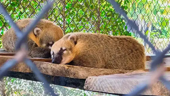 大城獅子王動物園一日遊【可選長頸鹿合影/水豚/遛老虎拍照】