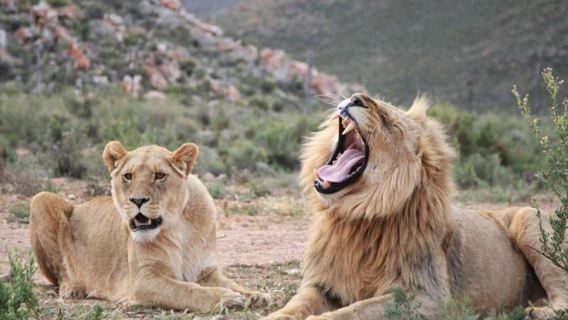 Cape Town: Sunset Aquila Safari Tour with Wine Tasting