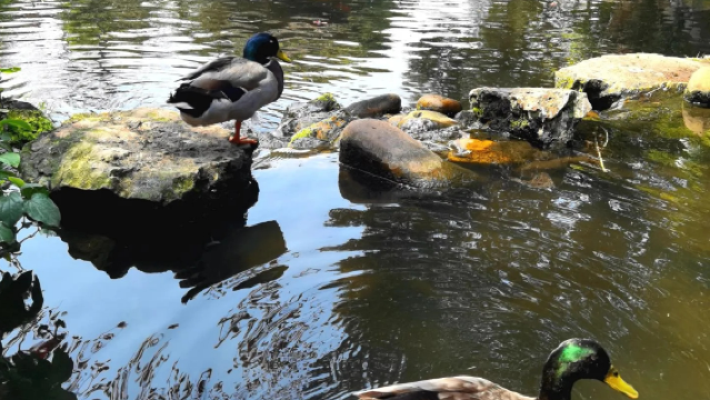 佛山祖廟+醒獅表演+清暉園博物館+逢簡水鄉一日遊包車私家團+含門票