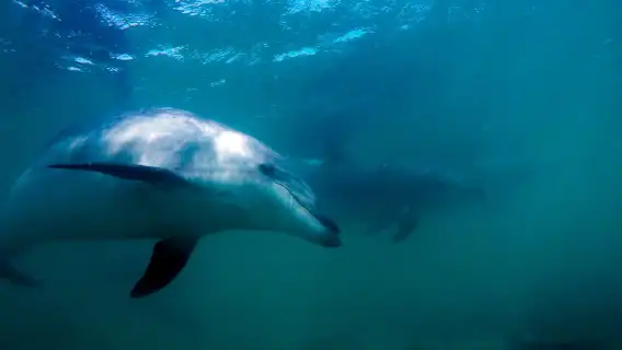 นิวซีแลนด์วาร์กเวิร์ธดำน้ำแบบสกูบาได้รับการรับรอง 9 ชั่วโมง [Hammerhead Experience Dive Charter]