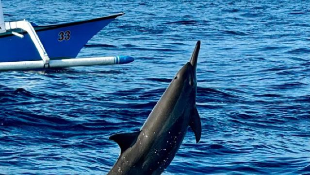 バリ島ロビナドルフィンウォッチングワンデーツアー【VIP専用車送迎+カスタマイズ可能】