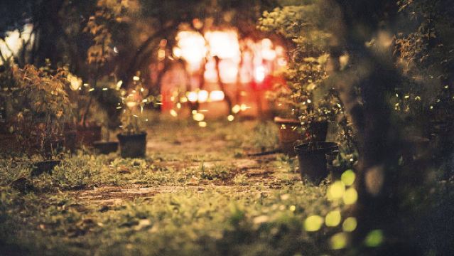 Urgent order#Gold Coast Tamborine National Park firefly night tour with buided commentary and fixed point transfer