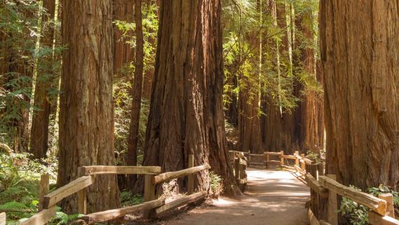 San Francisco: Tur Kelompok Kecil Muir Woods dan Sausalito