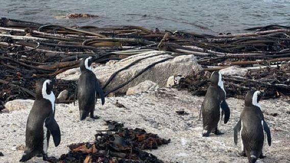 Cape Town: Cape Agulhas and Stony Point Penguin Tour