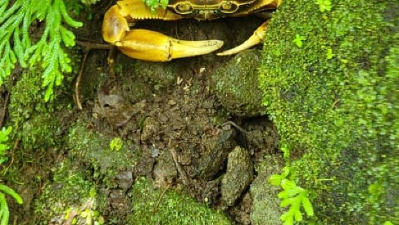 Roseau: tour della foresta pluviale con cascate e geyser di Trafalgar.