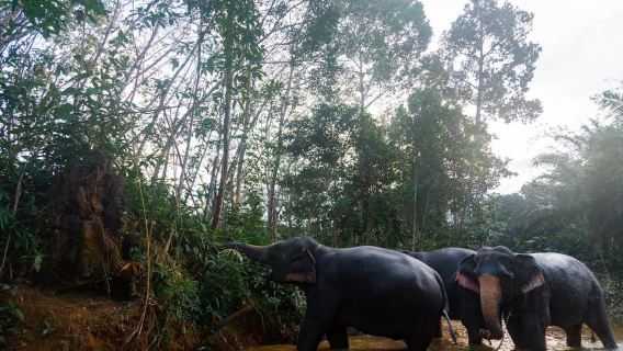Khaolak: Elephant Sanctuary Guided Tour with Hotel Transfers