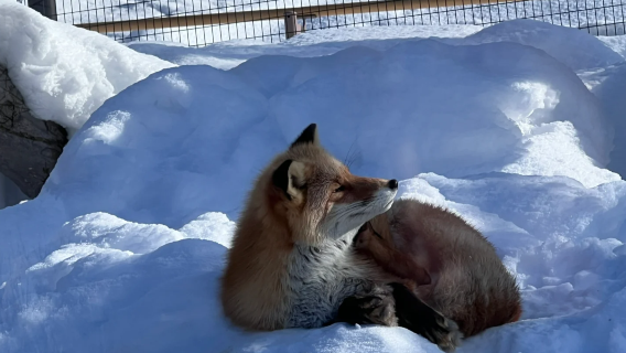 日本北海道札幌出發：旭川市旭山動物園+大雪山國立公園+神岡樂一日遊