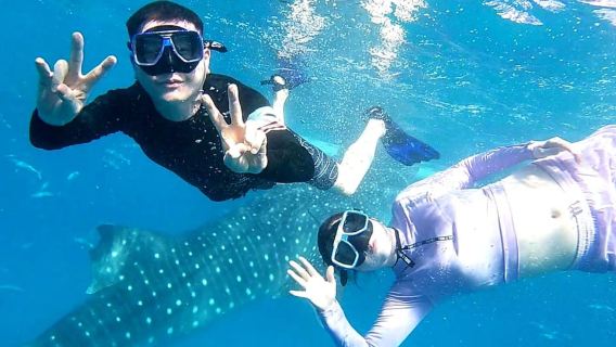 Cebú: Avistamiento de tiburones ballena en Oslob y cascadas de Inambakan…