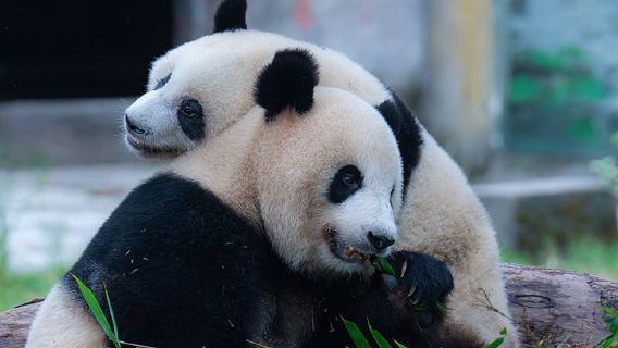 Chongqing city 1-day tour: Zoo + Guanyinqiao Pedestrian Street + Yangtze River Cableway + Chongqing Two Rivers Cruise