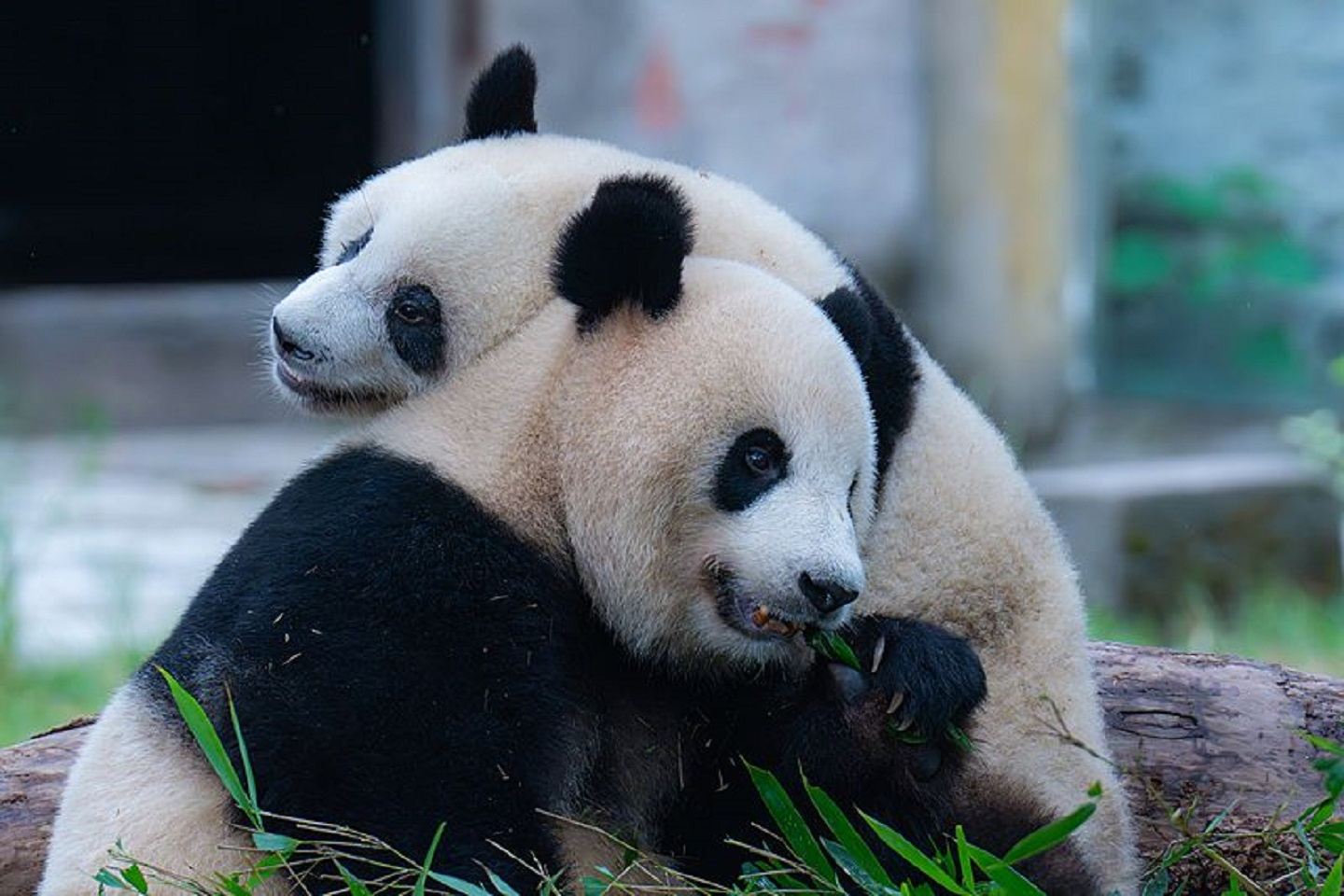 ทัวร์ 1 วันในเมืองฉงชิ่ง: สวนสัตว์ + ถนนคนเดินกวนอิมสะพาน + กระเช้าลอยฟ้า แม่น้ำแยงซีเกียง + ทัวร์สองแม่น้ําฉงชิ่ง
