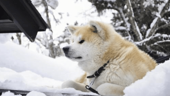 Akita Private Custom Tour with Local Guide