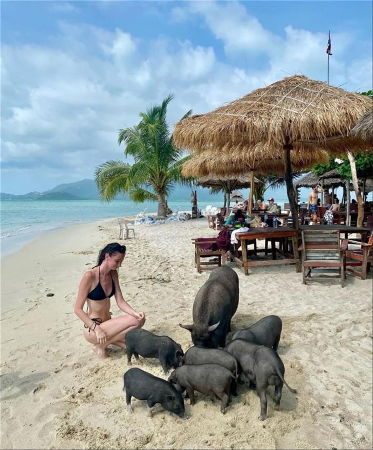 Koh Samui Pig Island and Tean Island Snorkeling with Pink Dolphin Half-Day Tour